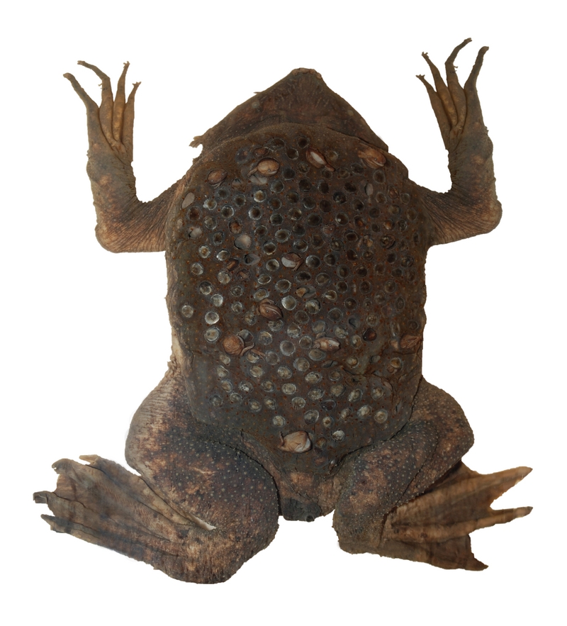Surinam toad (DFdB) - common Suriname toad, star-fingered toad (Pipa pipa).jpg