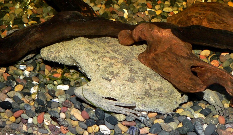 Pipa pipa 1 - common Suriname toad, star-fingered toad (Pipa pipa).jpg