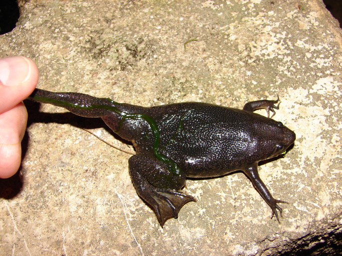 Pipa carvalhoi01 - Carvalho's Surinam toad (Pipa carvalhoi).jpeg