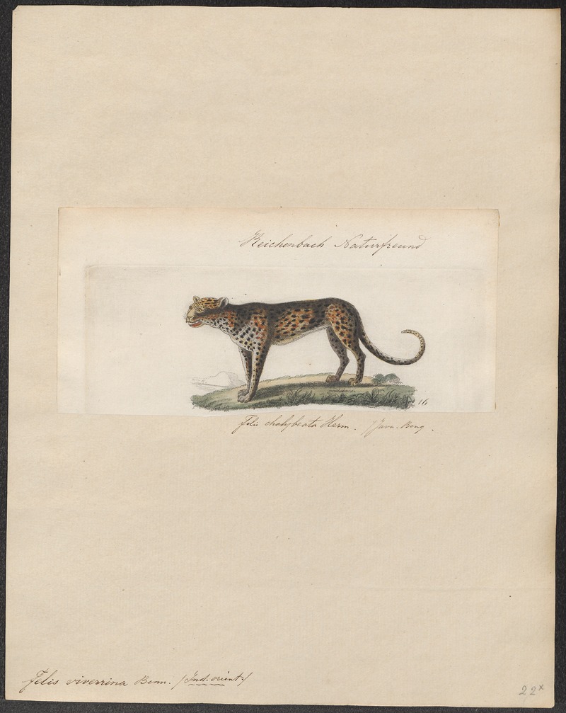 Felis viverrina - 1834 - Print - Iconographia Zoologica - Special Collections University of Amsterdam - UBA01 IZ22100374 - fishing cat (Prionailurus viverrinus).jpg