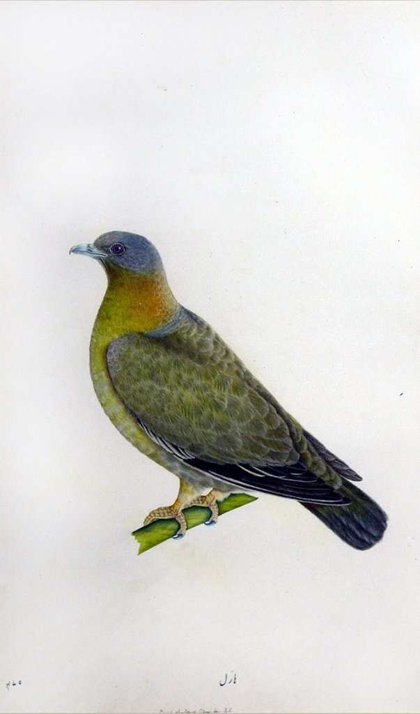 Yellow-Footed Green Pigeon, Lucknow School, 1780 - yellow-legged green pigeon (Treron phoenicoptera).jpg