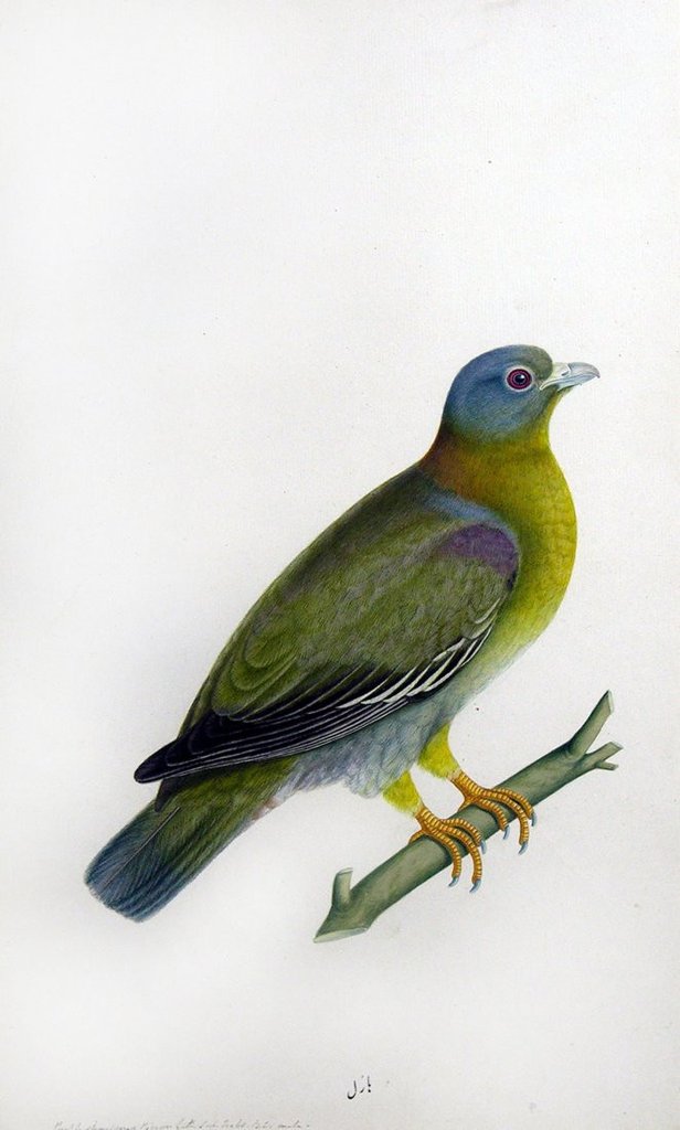 Yellow-Footed Green Pigeon, Lucknow School - yellow-legged green pigeon (Treron phoenicoptera).jpg