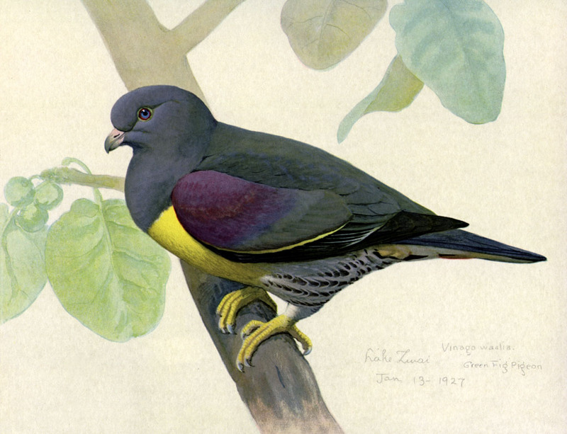 Treron waalia.EYP20A - Bruce's green pigeon (Treron waalia).jpg
