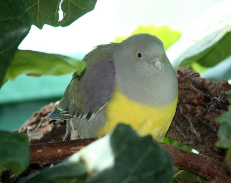 Bruce.s.Green.Pigeon - Bruce's green pigeon (Treron waalia).jpg