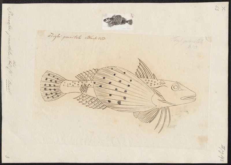 Centropogon australis - 1700-1880 - Print - Iconographia Zoologica - Special Collections University of Amsterdam - UBA01 IZ13300049 - Centropogon australis, Fortescue.jpg