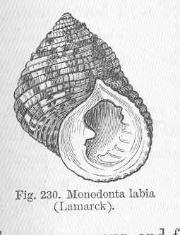 FMIB 50275 Monodonta labia (Lamarck) - Monodonta labio (toothed topshell, lipped periwinkle).jpeg