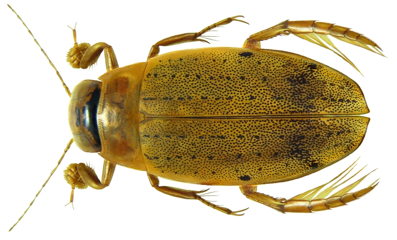 Eretes australis (Erichson, 1842) male (8016045835).png