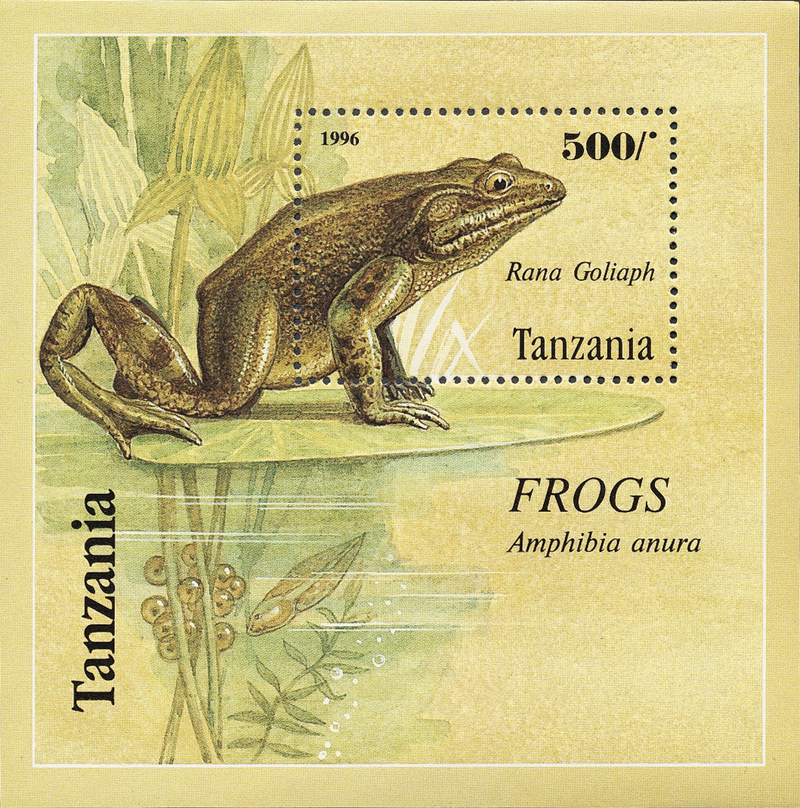 5332319241 5706be068d o - goliath frog, giant slippery frog (Conraua goliath).jpg