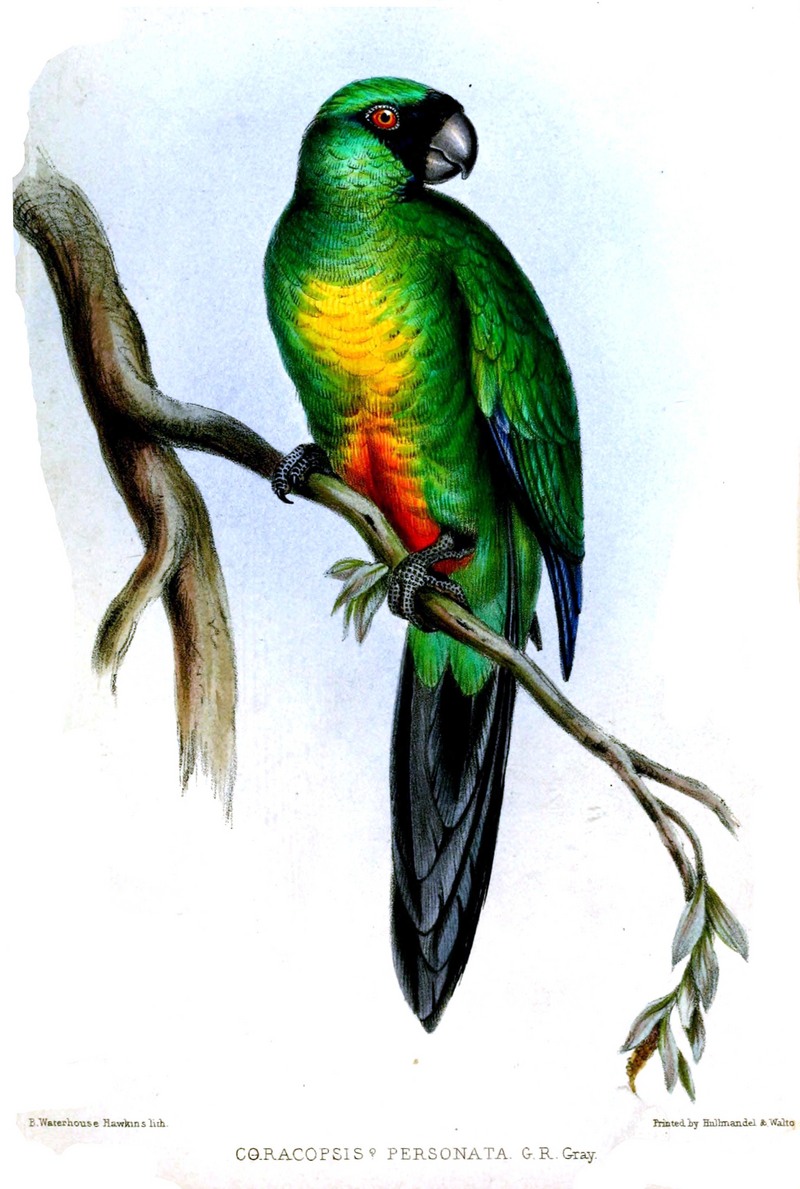 Coracopsis.Personata.Hawkins - masked shining parrot (Prosopeia personata).jpg