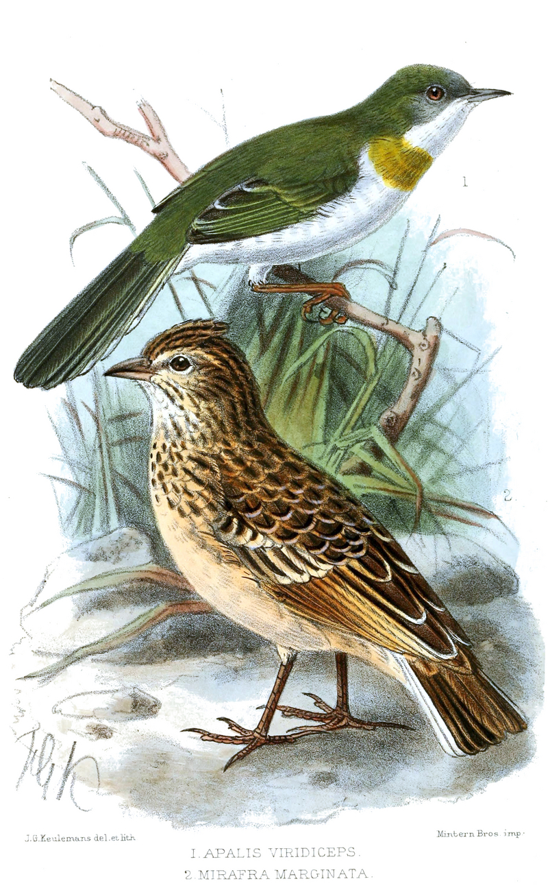 Apalis.Mirafra.Keulemans - yellow-breasted apalis (Apalis flavida), singing bush lark (Mirafra cantillans).jpg