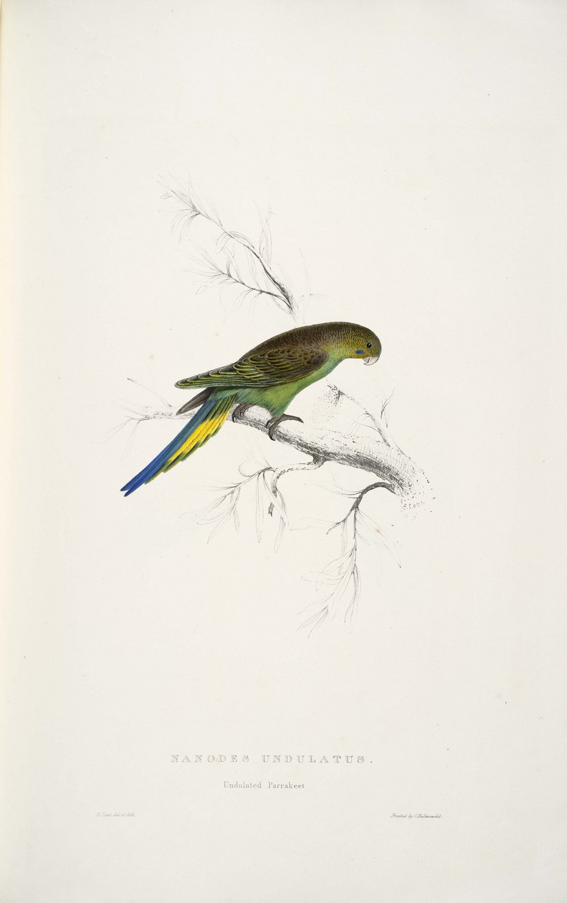 Melopsittacus undulatus -Nanodes undulatus Undulated parrakeet -by Edward Lear 1812-1888 - budgerigar, budgie (Melopsittacus undulatus).jpg