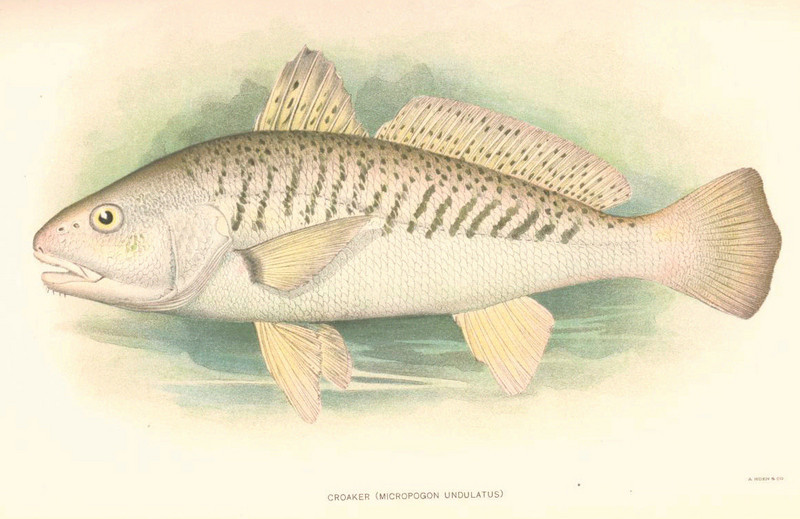FMIB 51483 Croaker (Micropogon undulatus) - Micropogonias undulatus, Atlantic croaker.jpeg