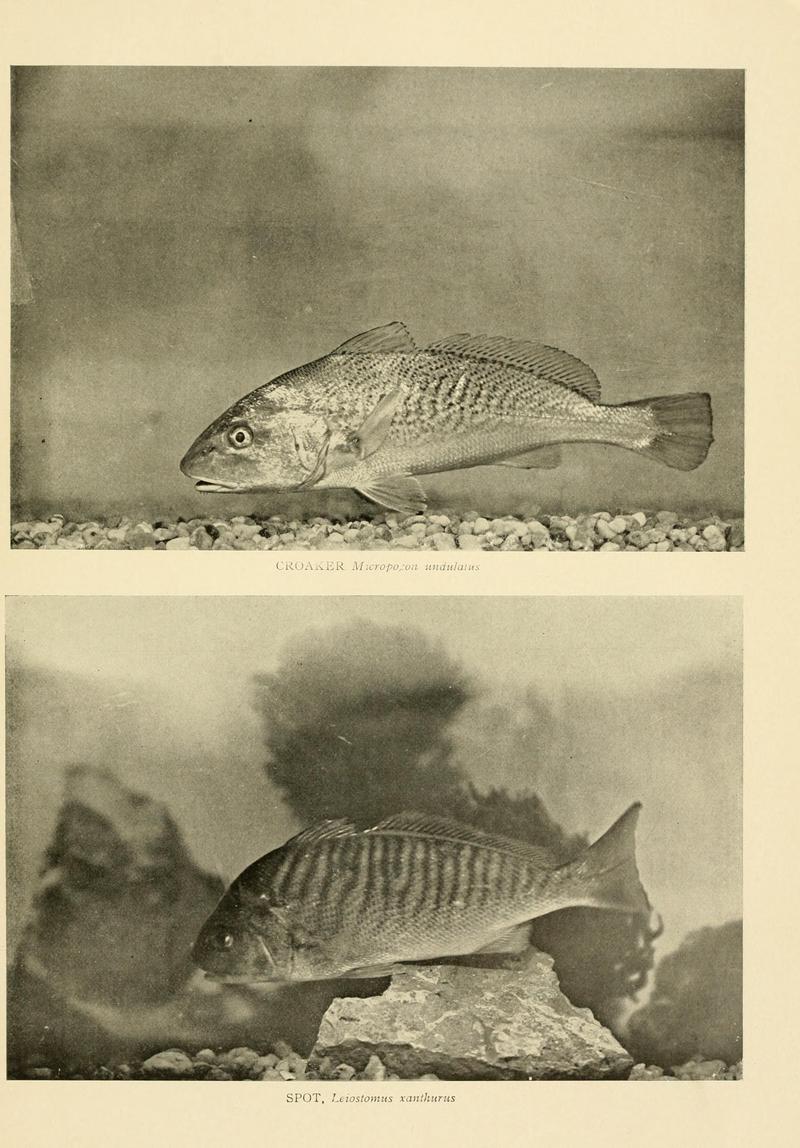 American food and game fishes (Plate (67)) BHL8309127 - Micropogonias undulatus (Atlantic croaker), Leiostomus xanthurus (Spot croaker).jpg