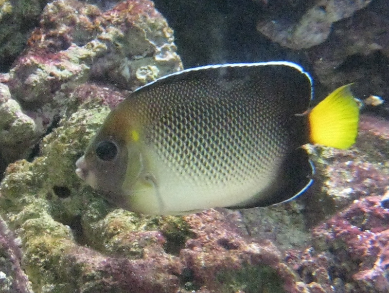 Apolemichthys xanthurus - Apolemichthys xanthurus, Yellowtail angelfish.JPG