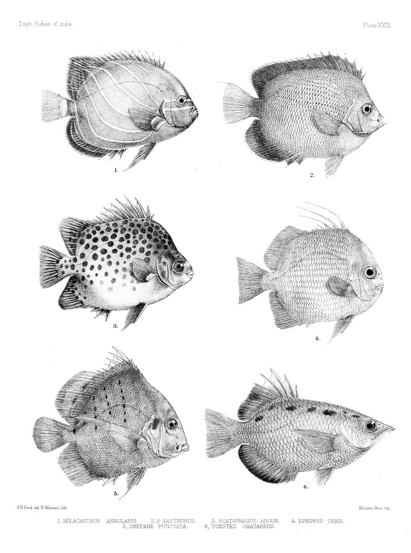 Fishes of India. Atlas. Plate XXIX - Pomacanthus annularis, Apolemichthys xanthurus, Scatophagus argus, Ephippus orbis, Drepane punctata, Toxotes chatareus.jpg