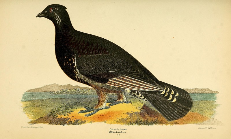 American ornithology; or, The natural history of the birds of the United States (Pl. 20) (9127416936) - spotted grouse, Tetrao candensis, spruce grouse, Canada grouse (Falcipennis canadensis).jpg