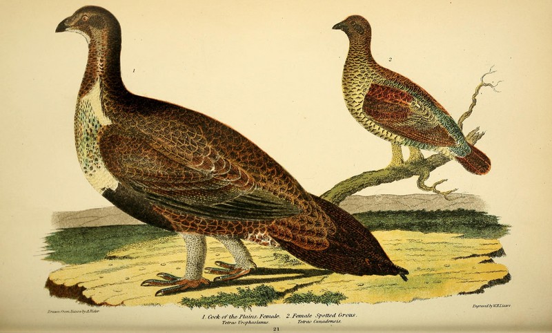 American ornithology; or, The natural history of the birds of the United States (Pl. 21) (9127419128) - greater sage-grouse (Centrocercus urophasianus), Canada grouse (Falcipennis canadensis).jpg