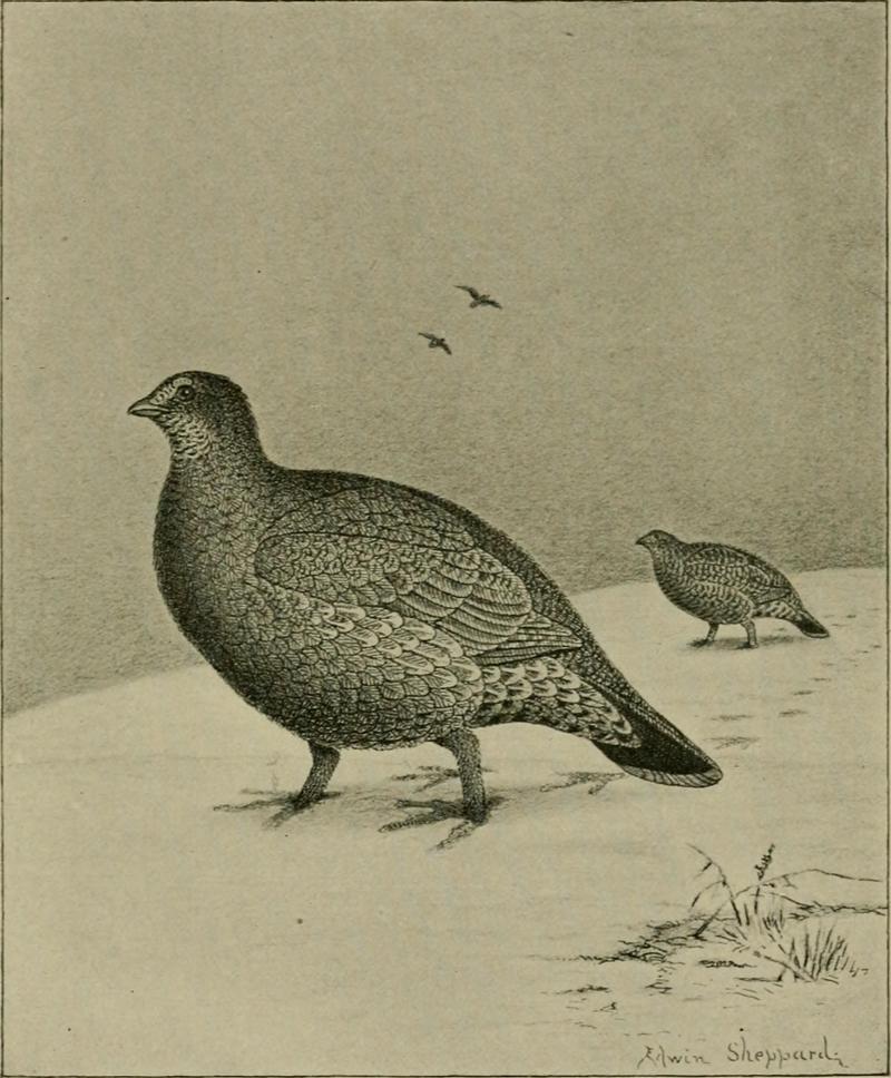 The gallinaceous game birds of North America, including the partridges, grouse, ptarmigan, and wild turkeys (1897) (14748861721) - sooty grouse (Dendragapus fuliginosus).jpg