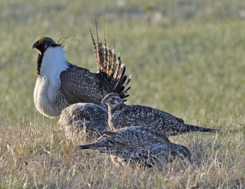 Greater Sage-Grouse (8694401662) - greater sage-grouses (Centrocercus urophasianus).jpg