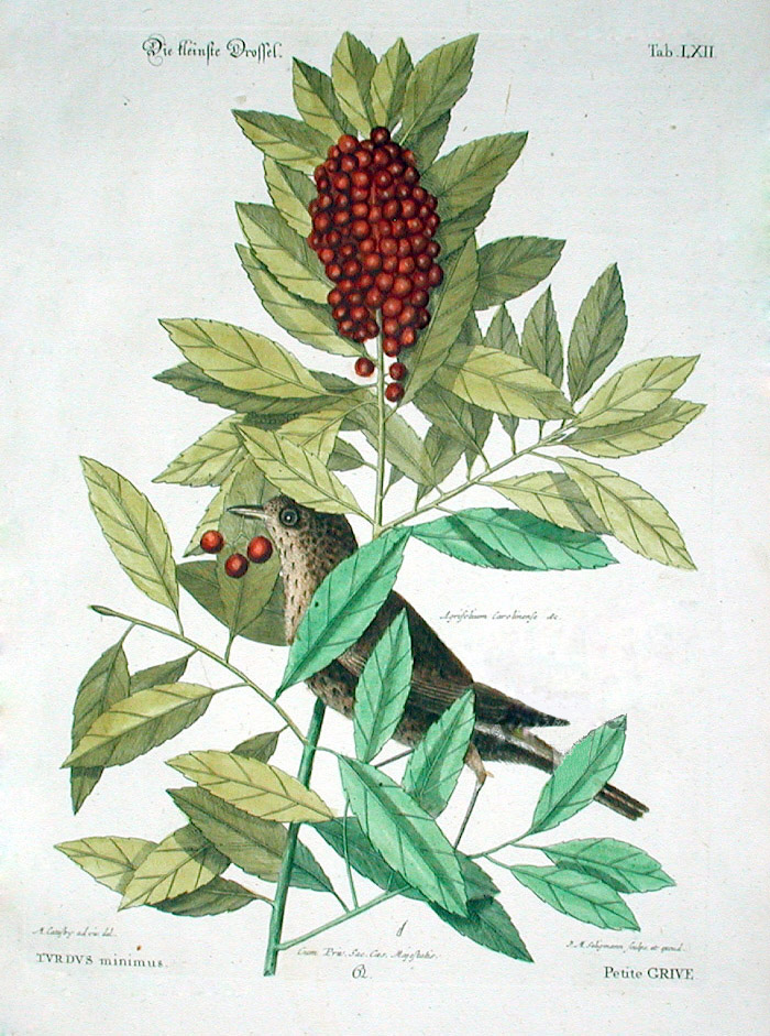 Turdus minimus Catesby - grey-cheeked thrush (Catharus minimus).jpg
