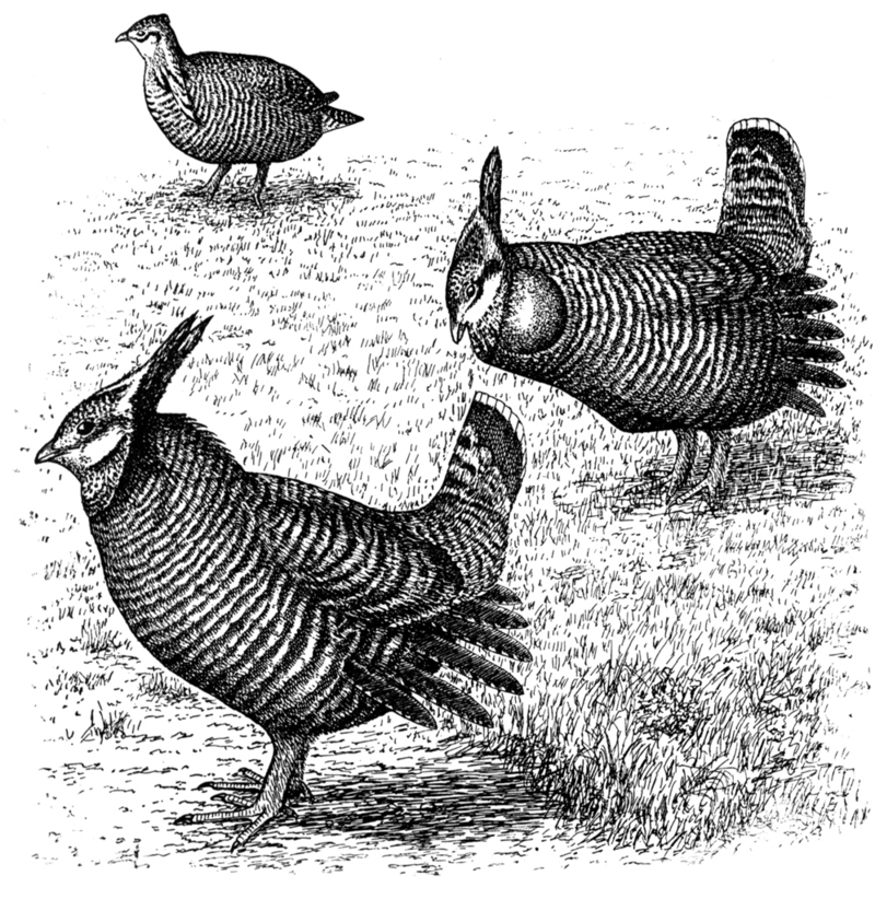 Tympanuchus cupido cupido.AEP11LA - greater prairie chicken, pinnated grouse, boomer (Tympanuchus cupido).png