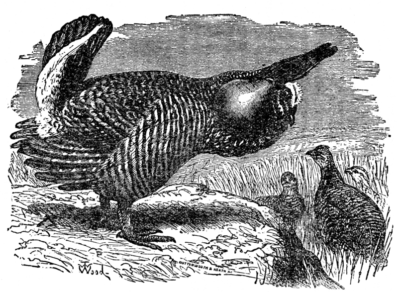 Descent of Man - Burt 1874 - Fig 39 - greater prairie chicken, pinnated grouse, boomer (Tympanuchus cupido).png