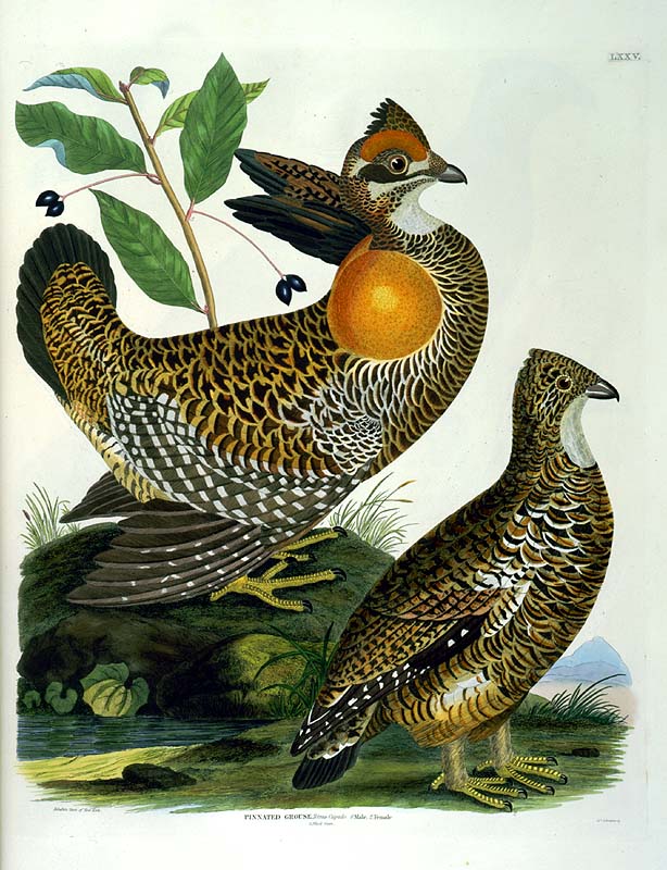 Heath Hens - heath hen (Tympanuchus cupido cupido).jpg