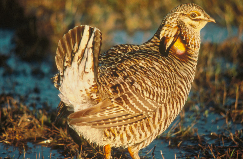 Prairie Chicken-Attwater's - Attwater's prairie chicken (Tympanuchus cupido attwateri).JPG