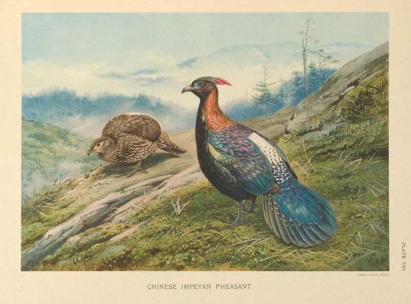 Chinese Impeyan Pheasant by George Edward Lodge - Chinese monal (Lophophorus lhuysii).png