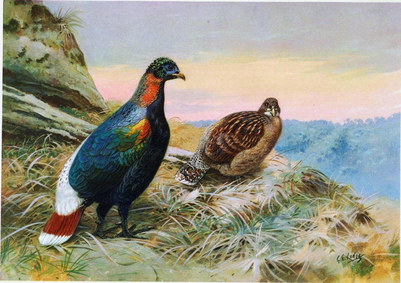 Lophophorus sclateri by George Edward Lodge - Sclater's monal, crestless monal (Lophophorus sclateri).png