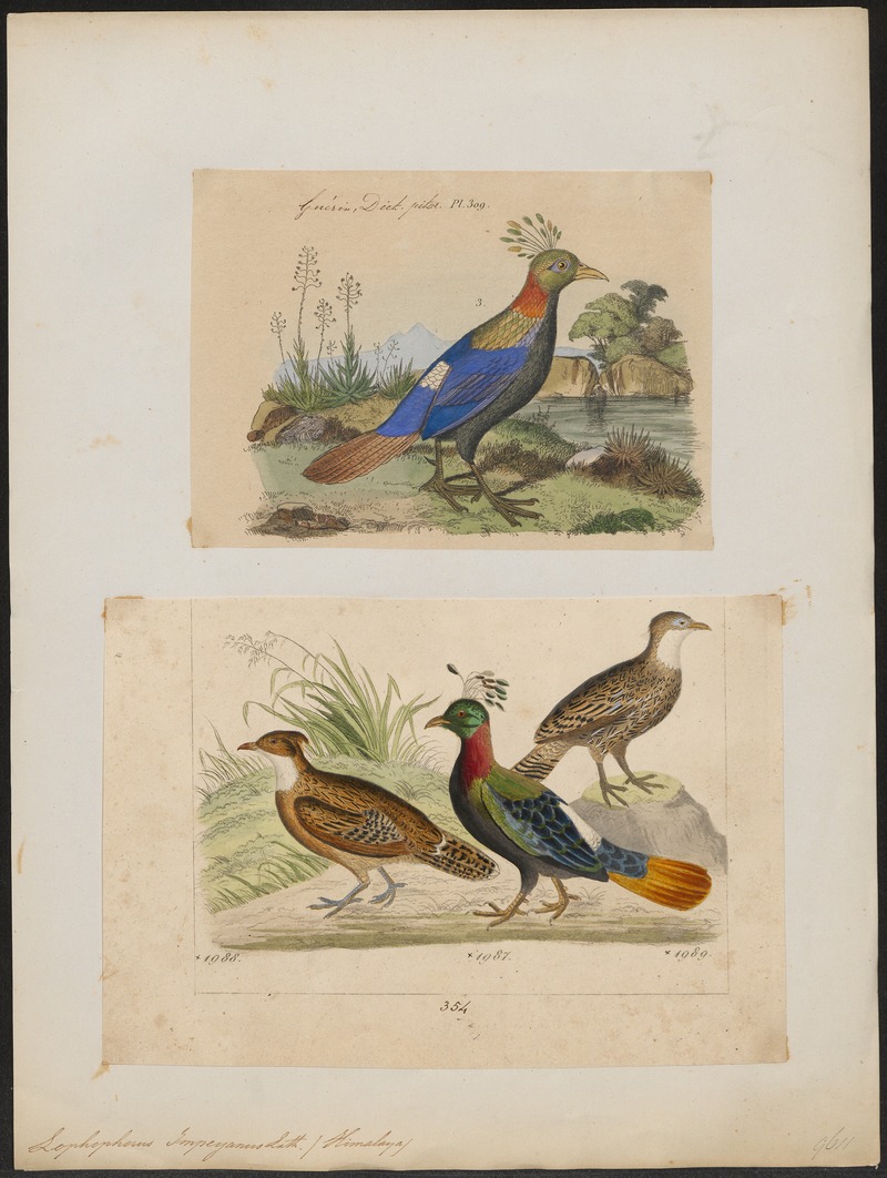 Lophophorus impeyanus - 1700-1880 - Print - Iconographia Zoologica - Special Collections University of Amsterdam - UBA01 IZ16900225 - Himalayan monal, Impeyan monal (Lophophorus impejanus).jpg