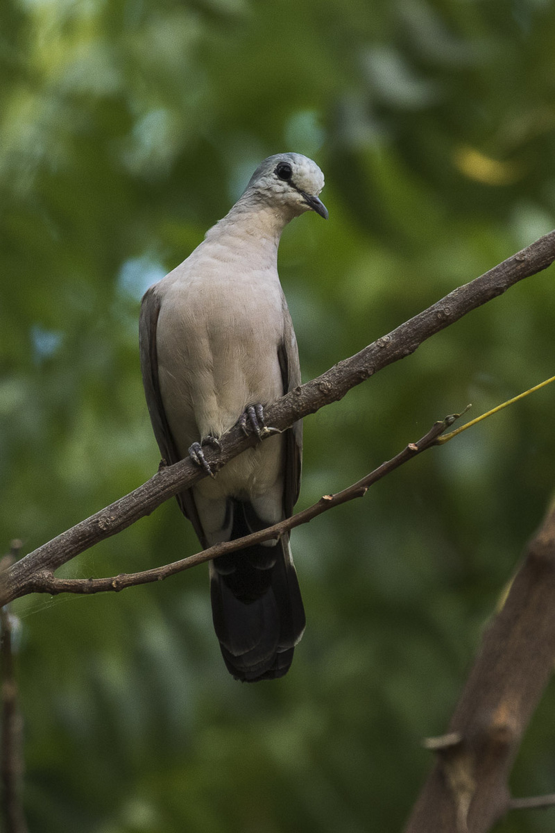 Black-billed Wood-Dove - Gambia (31836553483) - black-billed wood dove (Turtur abyssinicus).jpg