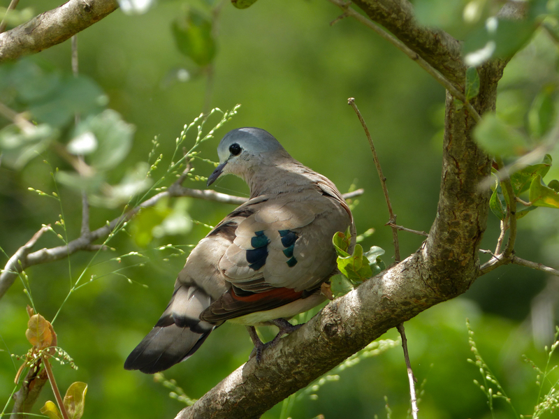 Emerald-spotted Wood-dove (Turtur chalcospilos) (13971400483).jpg