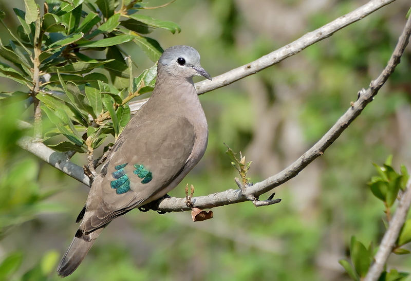 Emerald-spotted Wood Dove (Turtur chalcospilos) (31377518065).jpg