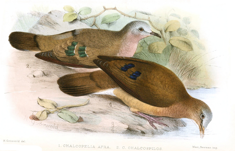 Chalcopelia.Gronvold - blue-spotted wood dove (Turtur afer).jpg