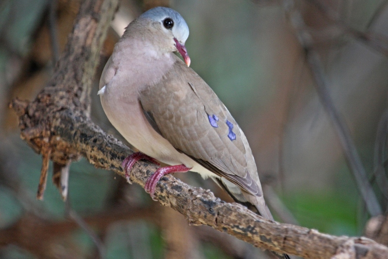Turtur afer -Gambia-8 - blue-spotted wood dove (Turtur afer).jpg