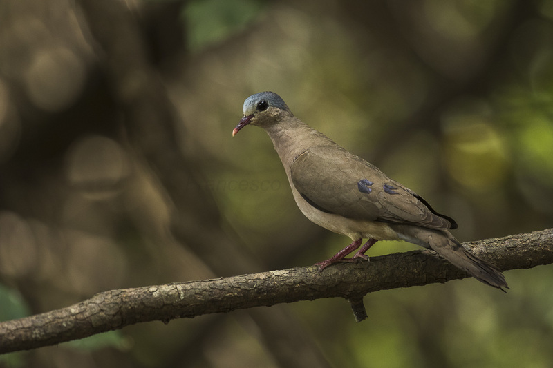 Blue-spotted Wood-Dove - Gambia (31838455583) - blue-spotted wood dove (Turtur afer).jpg
