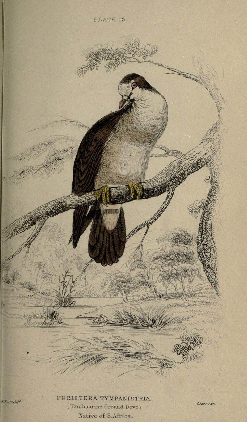 Pigeons (Plate 23) (6976198859) - tambourine dove (Turtur tympanistria).jpg