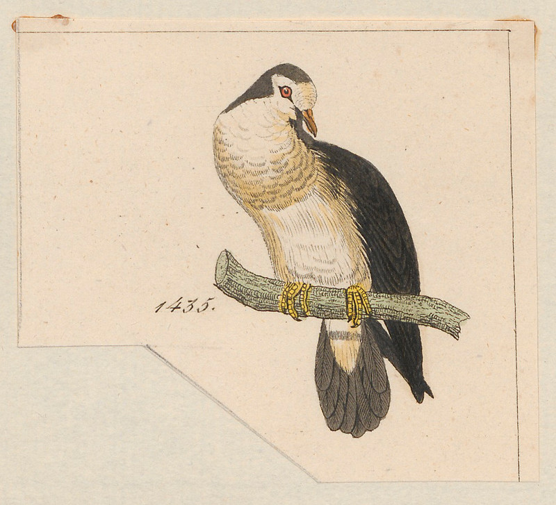 Peristera tympanistria - 1820-1860 - Print - Iconographia Zoologica - Special Collections University of Amsterdam - UBA01 IZ15600243 - tambourine dove (Turtur tympanistria).jpg
