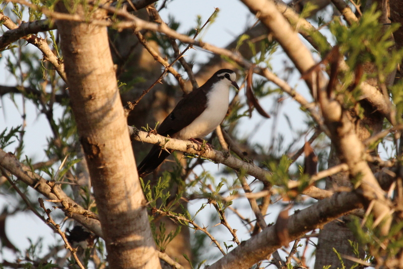 Turtur tympanistria -near Hluhluwe, KwaZulu-Natal, South Africa-8 - tambourine dove (Turtur tympanistria).jpg