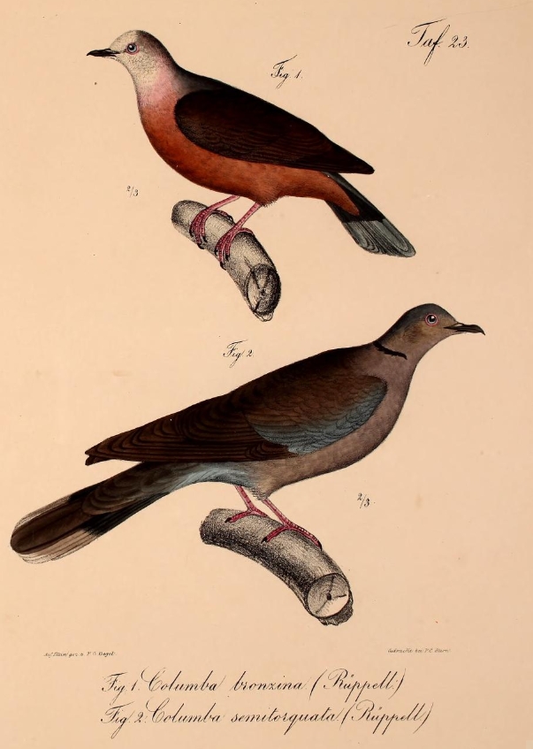 Neue Wirbelthiere zu der Fauna von Abyssinien gehörig (1835) Columba larvata & Streptopelia semitorquata - lemon dove (Columba larvata), red-eyed dove (Streptopelia semitorquata).png