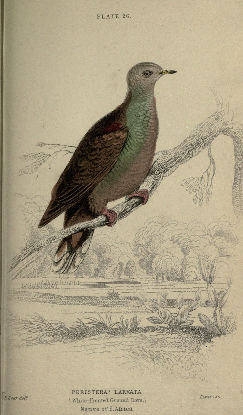 Pigeons (Plate 26) (6976201785) - lemon dove, cinnamon dove (Columba larvata).jpg