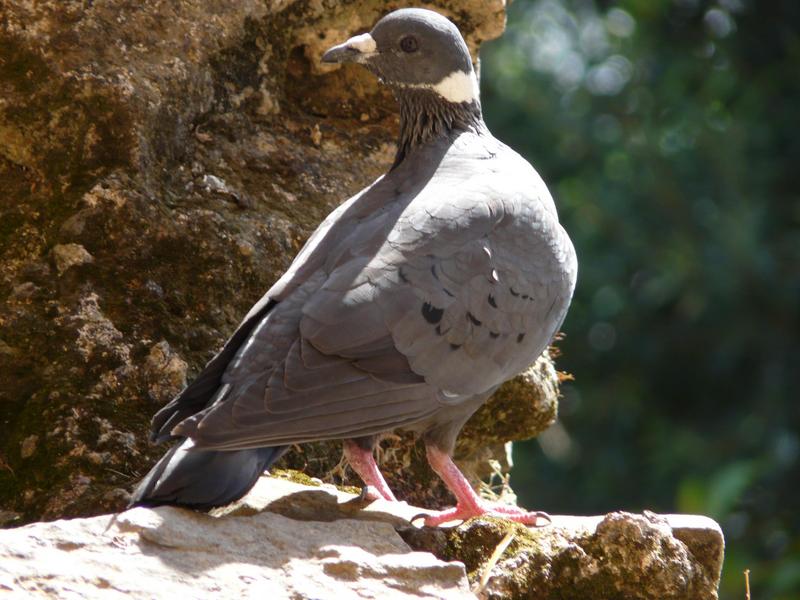 Columba albitorques -Ethiopia-8 - white-collared pigeon (Columba albitorques).jpg