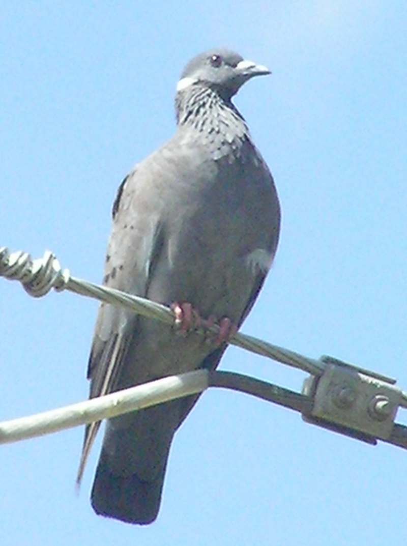 White-collared pigeon1 - white-collared pigeon (Columba albitorques).jpg