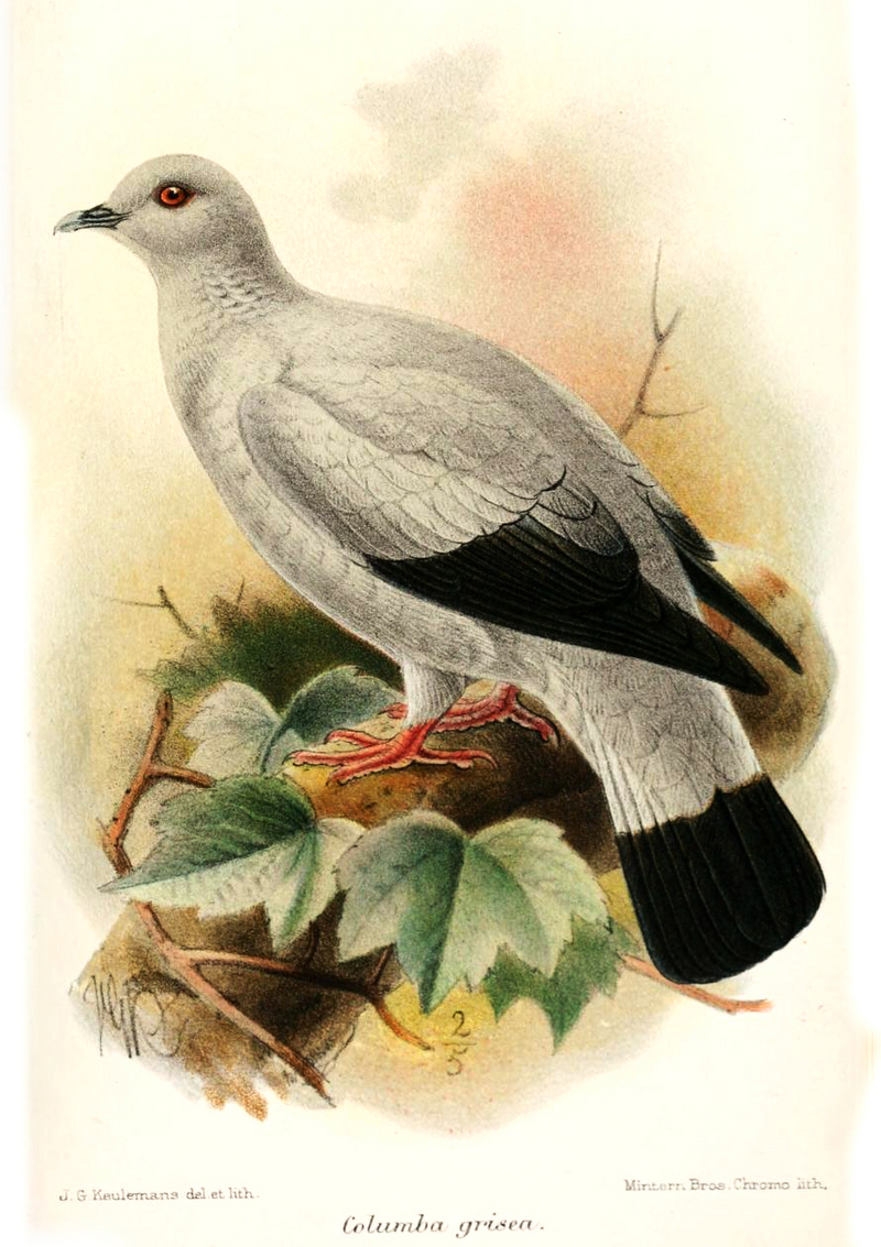 Columba.Grisea.Keulemans - silvery pigeon, silvery wood-pigeon (Columba argentina).jpg
