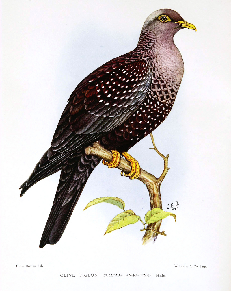 Columba.Arquatrix.Davies - African olive pigeon, Rameron pigeon (Columba arquatrix).jpg