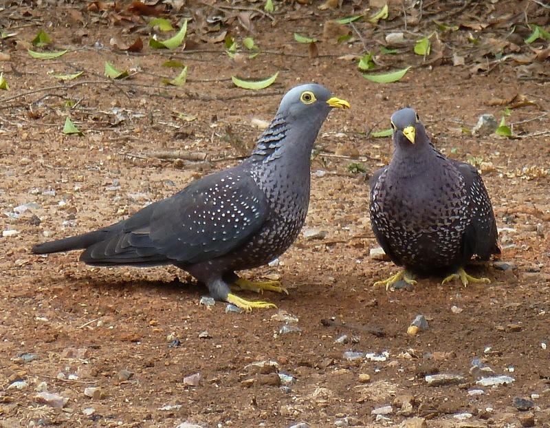 Columba arquatrix, by kleilek, p, Pretoria - African olive pigeons, Rameron pigeon (Columba arquatrix).jpg