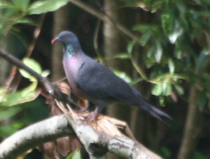 Lorbeertaube3 3 - Bolle's pigeon (Columba bollii).jpg
