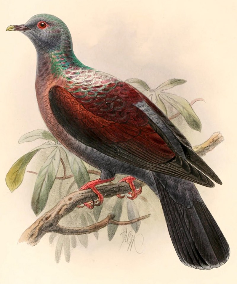 Columba delegorguei sharpei 1894 - eastern bronze-naped pigeon (Columba delegorguei).jpg