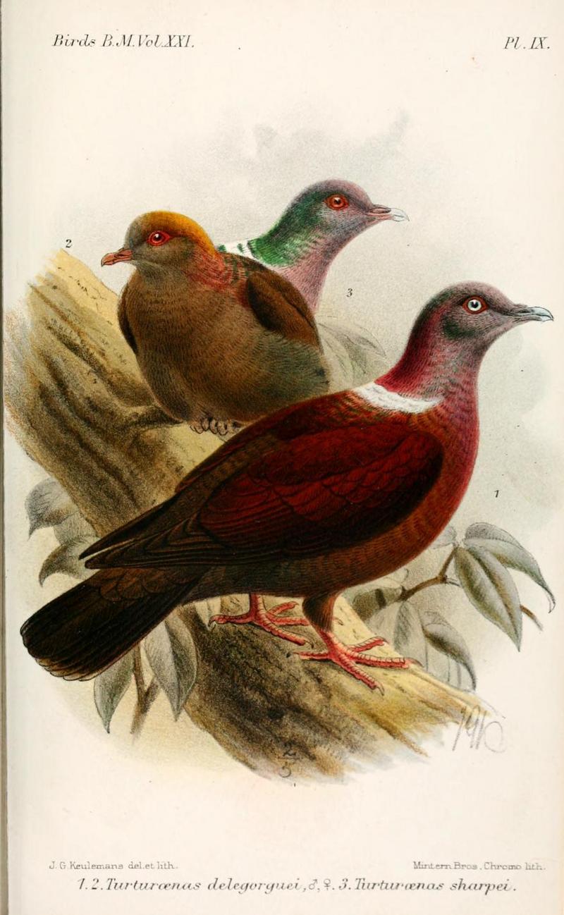 Turtur.Keulemans - eastern bronze-naped pigeon (Columba delegorguei).jpg